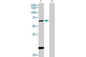 Western Blot analysis of CPNE1 expression in transfected 293T cell line by CPNE1 MaxPab polyclonal antibody. (CPNE1 anticorps  (AA 1-537))
