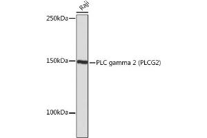 Western blot analysis of extracts of Raji cells, using PLC gamma 2 (PLC gamma 2 (PLCG2)) Rabbit mAb (ABIN7269342) at 1:1000 dilution. (Phospholipase C gamma 2 anticorps)