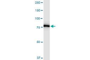 PNPT1 MaxPab rabbit polyclonal antibody. (PNPT1 anticorps  (AA 1-783))