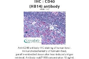 Image no. 1 for anti-CD40 (CD40) antibody (ABIN1724028) (CD40 anticorps)