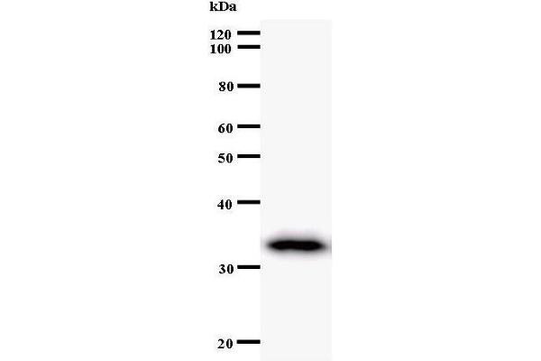 TAF6 anticorps