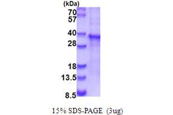 RASL12 Protein (AA 1-266) (His tag)