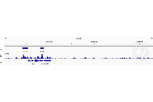 Cleavage Under Targets and Release Using Nuclease (CUT&RUN) image for anti-Ets Variant 4 (ETV4) (AA 1-207) antibody (ABIN6140332)