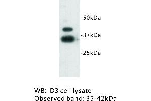 Image no. 1 for anti-Zinc Finger Protein 42 (ZFP42) antibody (ABIN1112946) (ZFP42 anticorps)