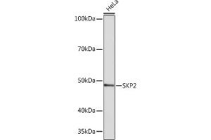 Western blot analysis of extracts of HeLa cells, using SKP2 Rabbit mAb (ABIN1680764, ABIN3018459, ABIN3018460 and ABIN7101615) at 1:1000 dilution. (SKP2 anticorps)