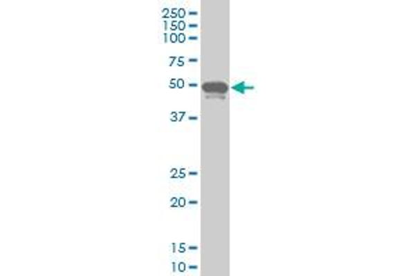 PHF1 anticorps  (AA 2-100)