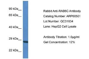 Western Blotting (WB) image for anti-RAB6C (WTH3DI) (Middle Region) antibody (ABIN2788469) (WTH3DI anticorps  (Middle Region))