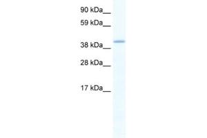 Western Blotting (WB) image for anti-GATA Binding Protein 5 (GATA5) antibody (ABIN2461433) (GATA5 anticorps)