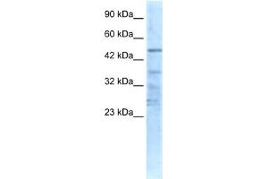 WB Suggested Anti-CHRNA1 Antibody Titration:  0. (CHRNA1 anticorps  (N-Term))