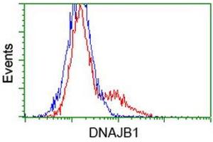 Image no. 2 for anti-DnaJ (Hsp40) Homolog, Subfamily B, Member 1 (DNAJB1) antibody (ABIN1498736) (DNAJB1 anticorps)