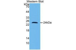 Western Blot; Sample: Recombinant IL10, Human. (IL-10 anticorps  (AA 1-178))