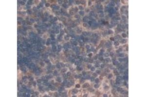 IHC-P analysis of Mouse Tissue, with DAB staining. (LY96 anticorps  (AA 16-160))