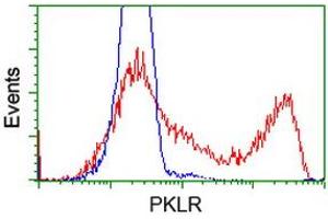 HEK293T cells transfected with either RC206455 overexpress plasmid (Red) or empty vector control plasmid (Blue) were immunostained by anti-PKLR antibody (ABIN2453474), and then analyzed by flow cytometry. (PKLR anticorps)
