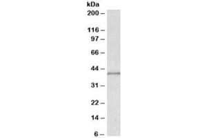 Western blot testing of MCF7 lysate with IDH3G antibody at 0. (IDH3G anticorps)