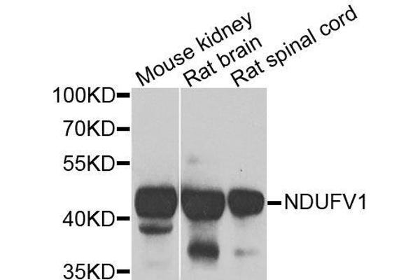 NDUFV1 anticorps  (AA 1-250)