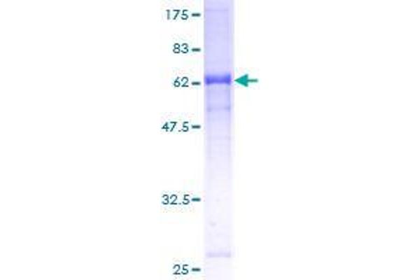 ZYG11B Protein (AA 1-390) (GST tag)