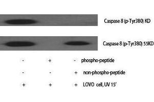 Western Blotting (WB) image for anti-Caspase 8 (CASP8) (pTyr380) antibody (ABIN3173070) (Caspase 8 anticorps  (pTyr380))