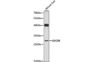 Western blot analysis of extracts of mouse liver, using LIN28B antibody (ABIN6131865, ABIN6143240, ABIN6143242 and ABIN6216782) at 1:3000 dilution. (LIN28B anticorps  (AA 161-250))