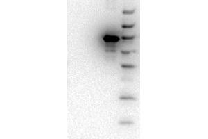 Western Blot of Mouse monoclonal anti-AKT3 antibody. (AKT3 anticorps  (Internal Region) (FITC))