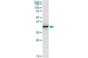 Immunoprecipitation of EFHD1 transfected lysate using rabbit polyclonal anti-EFHD1 and Protein A Magnetic Bead (EFHD1 (Humain) IP-WB Antibody Pair)