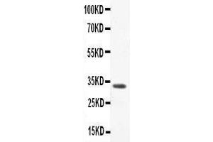 Anti-CCL3 Picoband antibody,  All lanes: Anti-CCL3 at 0. (CCL3 anticorps  (AA 24-92))