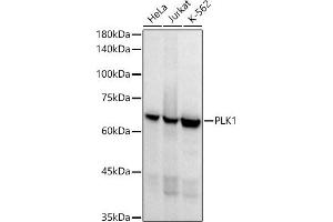 Western blot analysis of extracts of various cell lines, using PLK1 antibody (ABIN7269436) at 1:1000 dilution. (PLK1 anticorps)