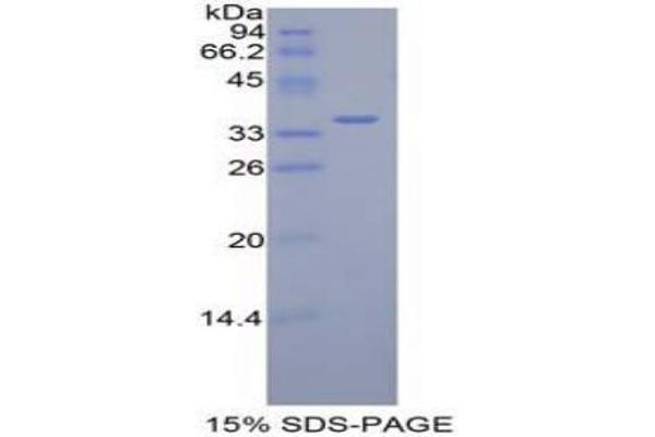 DISP1 Protéine