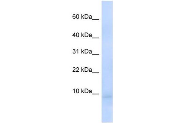 CEND1 anticorps  (N-Term)