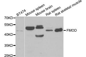 Western blot analysis of extracts of various cell lines, using FMOD antibody. (Fibromodulin anticorps)