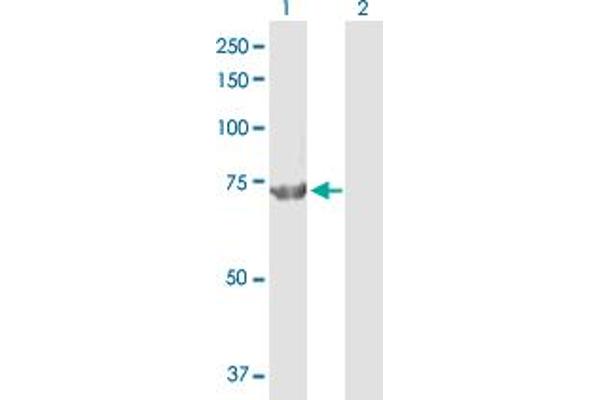 CPSF3 anticorps  (AA 1-684)