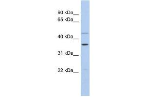WB Suggested Anti-FOS Antibody Titration:  0. (c-FOS anticorps  (Middle Region))