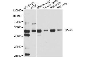 Western blot analysis of extracts of various cell lines, using BAG5 antibody. (BAG5 anticorps)