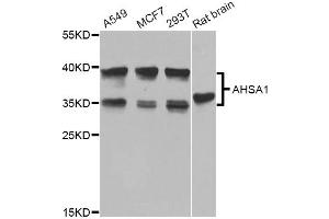 Western blot analysis of extracts of various cell lines, using AHSA1 Antibody. (AHSA1 anticorps)