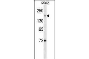 Western blot analysis in K562 cell line lysates (35ug/lane). (Topoisomerase II alpha anticorps  (C-Term))