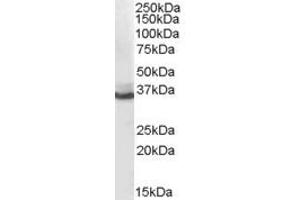 Western Blotting (WB) image for anti-Aldo-keto Reductase Family 1 Member C4 (AKR1C4) (N-Term) antibody (ABIN2465386) (AKR1C4 anticorps  (N-Term))