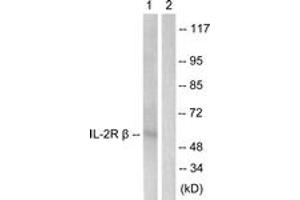 Western Blotting (WB) image for anti-Interleukin 2 Receptor, beta (IL2RB) (AA 331-380) antibody (ABIN2888883) (IL2 Receptor beta anticorps  (AA 331-380))