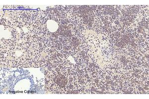 Immunohistochemical analysis of paraffin-embedded mouse lung tissue. (E2F1 anticorps  (AA 100-170))