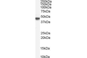 Image no. 1 for anti-Muscarinic Acetylcholine Receptor M1 (CHRM1) (C-Term) antibody (ABIN374726) (CHRM1 anticorps  (C-Term))