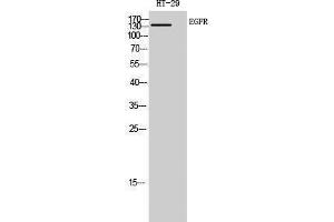 Western Blotting (WB) image for anti-Epidermal Growth Factor Receptor (EGFR) (Ser322), (Ser325) antibody (ABIN3184428) (EGFR anticorps  (Ser322, Ser325))