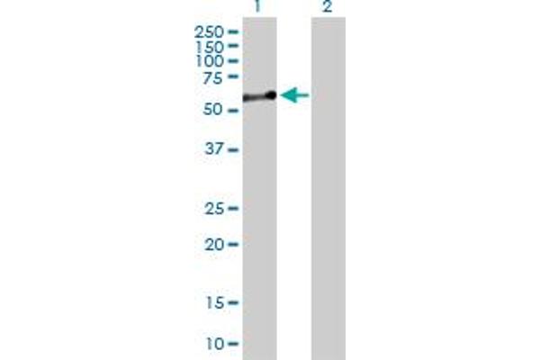 Nucleobindin 1 anticorps  (AA 1-461)