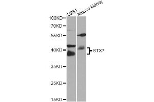 Western blot analysis of extracts of various cell lines, using STX7 antibody (ABIN5974647) at 1/1000 dilution. (Syntaxin 7 anticorps)