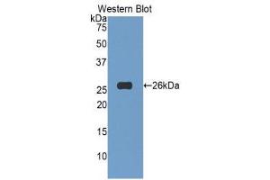 Western Blotting (WB) image for anti-Tumor Necrosis Factor (Ligand) Superfamily, Member 14 (TNFSF14) (AA 62-240) antibody (ABIN1860808) (TNFSF14 anticorps  (AA 62-240))