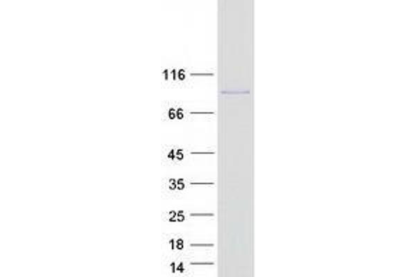 ZFP91 Protein (Myc-DYKDDDDK Tag)