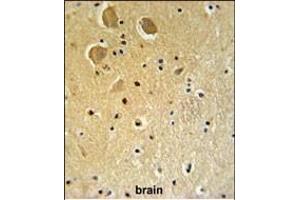 FA1 Antibody (Center) (ABIN651364 and ABIN2840202) IHC analysis in formalin fixed and paraffin embedded human brain tissue followed by peroxidase conjugation of the secondary antibody and DAB staining. (FAM92A1 anticorps  (AA 113-141))