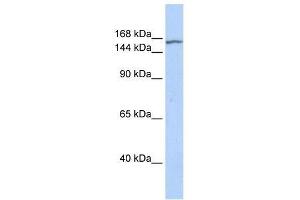 EHMT2 antibody used at 0. (EHMT2 anticorps  (N-Term))