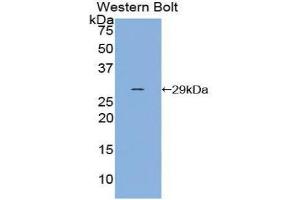 Western Blotting (WB) image for anti-Selectin P (Granule Membrane Protein 140kDa, Antigen CD62) (SELP) (AA 198-432) antibody (ABIN1860514) (P-Selectin anticorps  (AA 198-432))