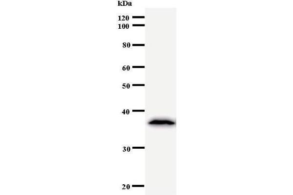 TCERG1 anticorps