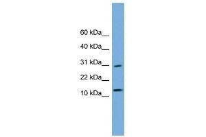 GOLGA7 antibody used at 0. (Golgin A7 anticorps  (N-Term))