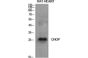 Western Blot analysis of various cells using CHOP Polyclonal Antibody diluted at 1:1000. (DDIT3 anticorps  (AA 60-140))