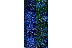 Immunocytochemistry/Immunofluorescence analysis using Rabbit Anti-Tau Monoclonal Antibody, Clone AH36 (ABIN6932886). (tau anticorps  (pSer202, pThr205) (Atto 488))